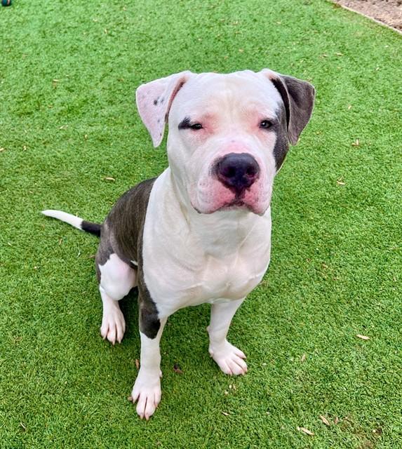 PRINCE, Adoptable, Young Male Pit Bull Terrier.