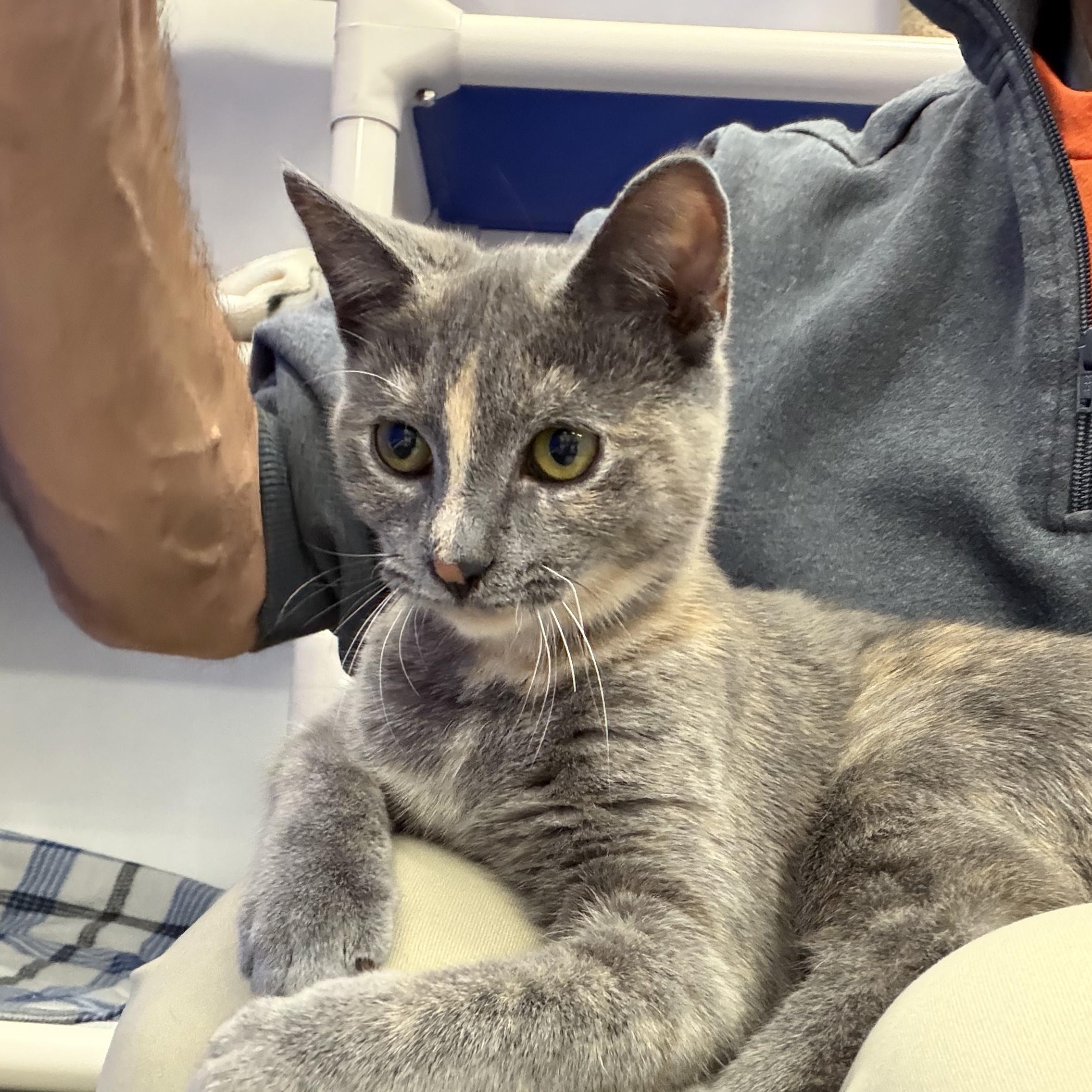 Stripe, Adoptable, Young Female Domestic Short Hair.
