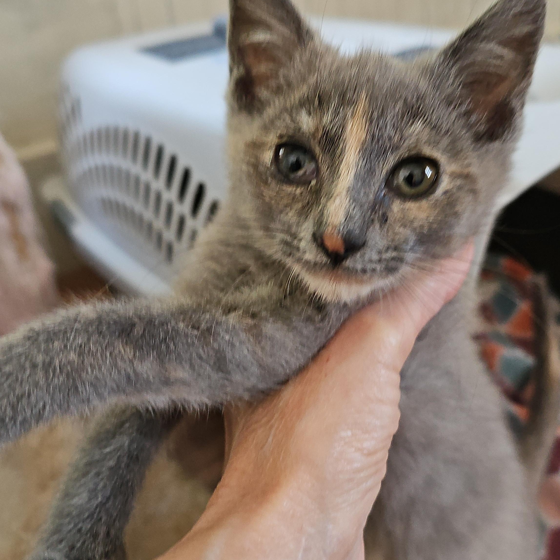 Stripe, Adoptable, Young Female Domestic Short Hair.