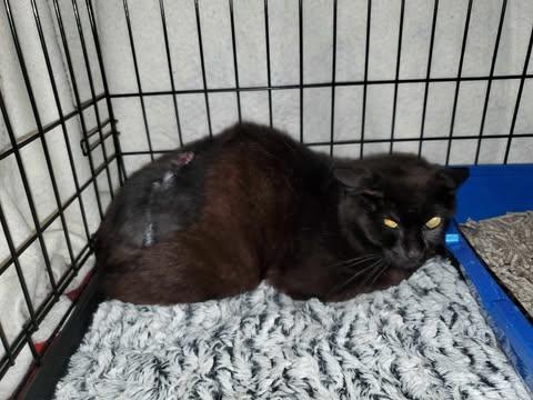 Kovu, Adopted, Adult Male Domestic Short Hair.