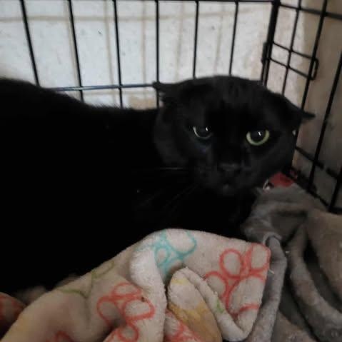 Enlarge Kovu, a Adopted Domestic Short Hair in Keansburg, NJ image 2/5