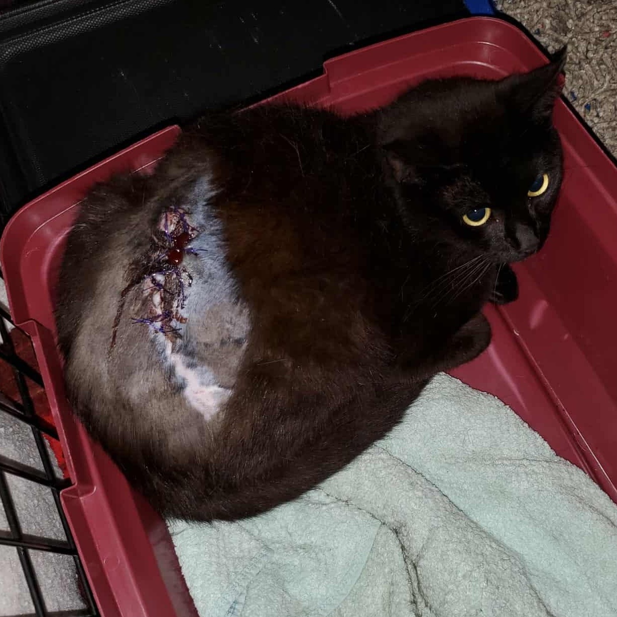 Enlarge Kovu, a Adopted Domestic Short Hair in Keansburg, NJ image 3/5