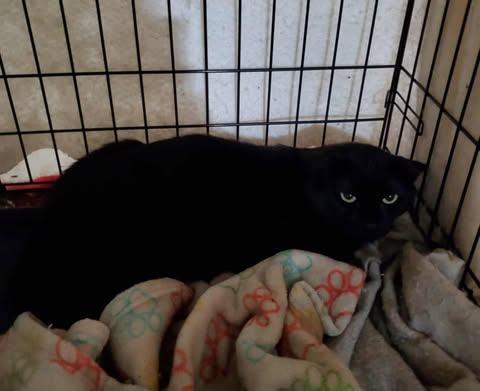 Enlarge Kovu, a Adopted Domestic Short Hair in Keansburg, NJ image 4/5