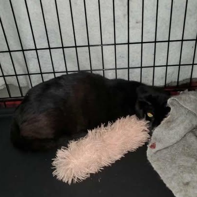 Enlarge Kovu, a Adopted Domestic Short Hair in Keansburg, NJ image 5/5