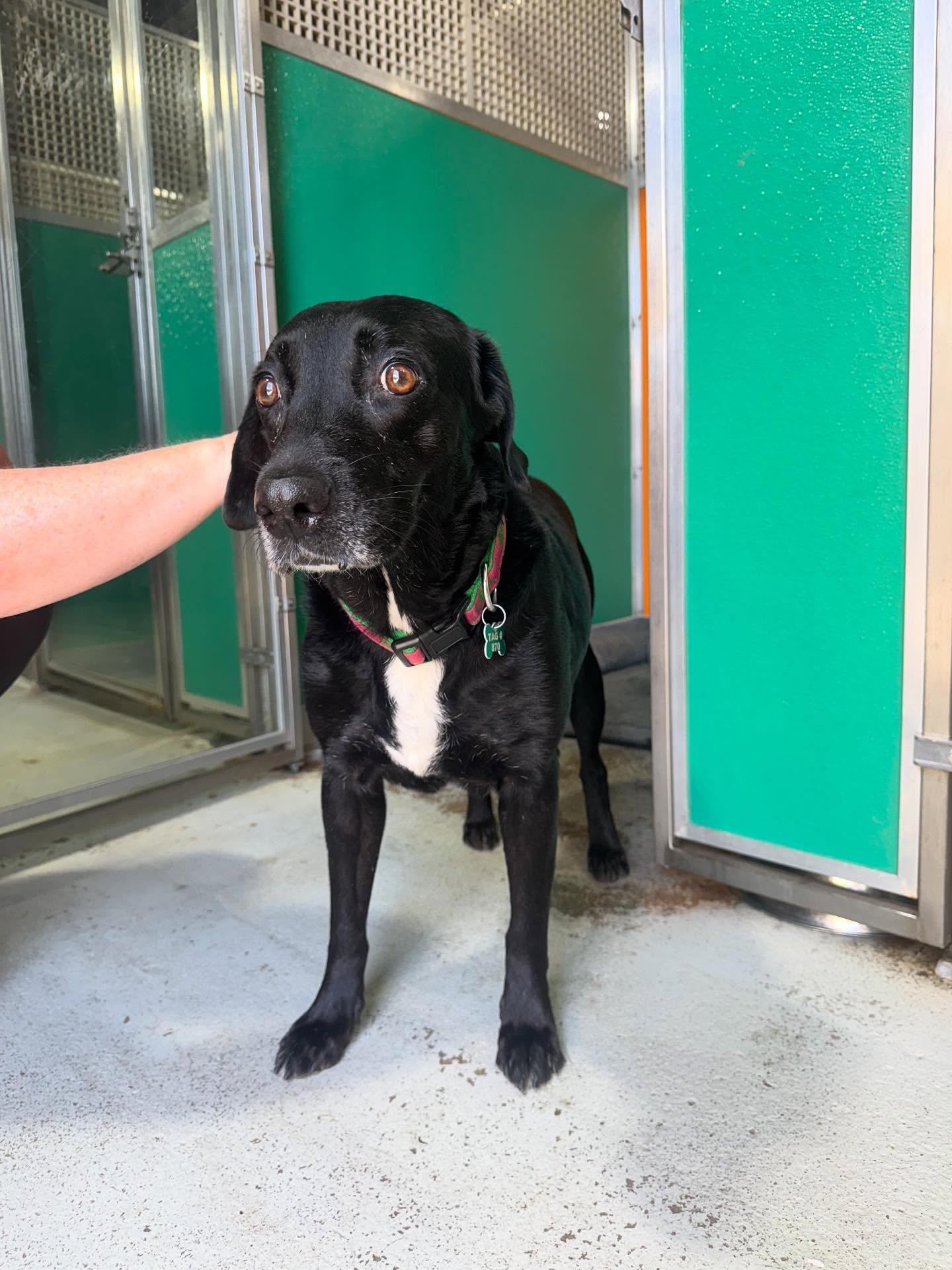 Lucy & Rose, Adoptable, Young Female Labrador Retriever.