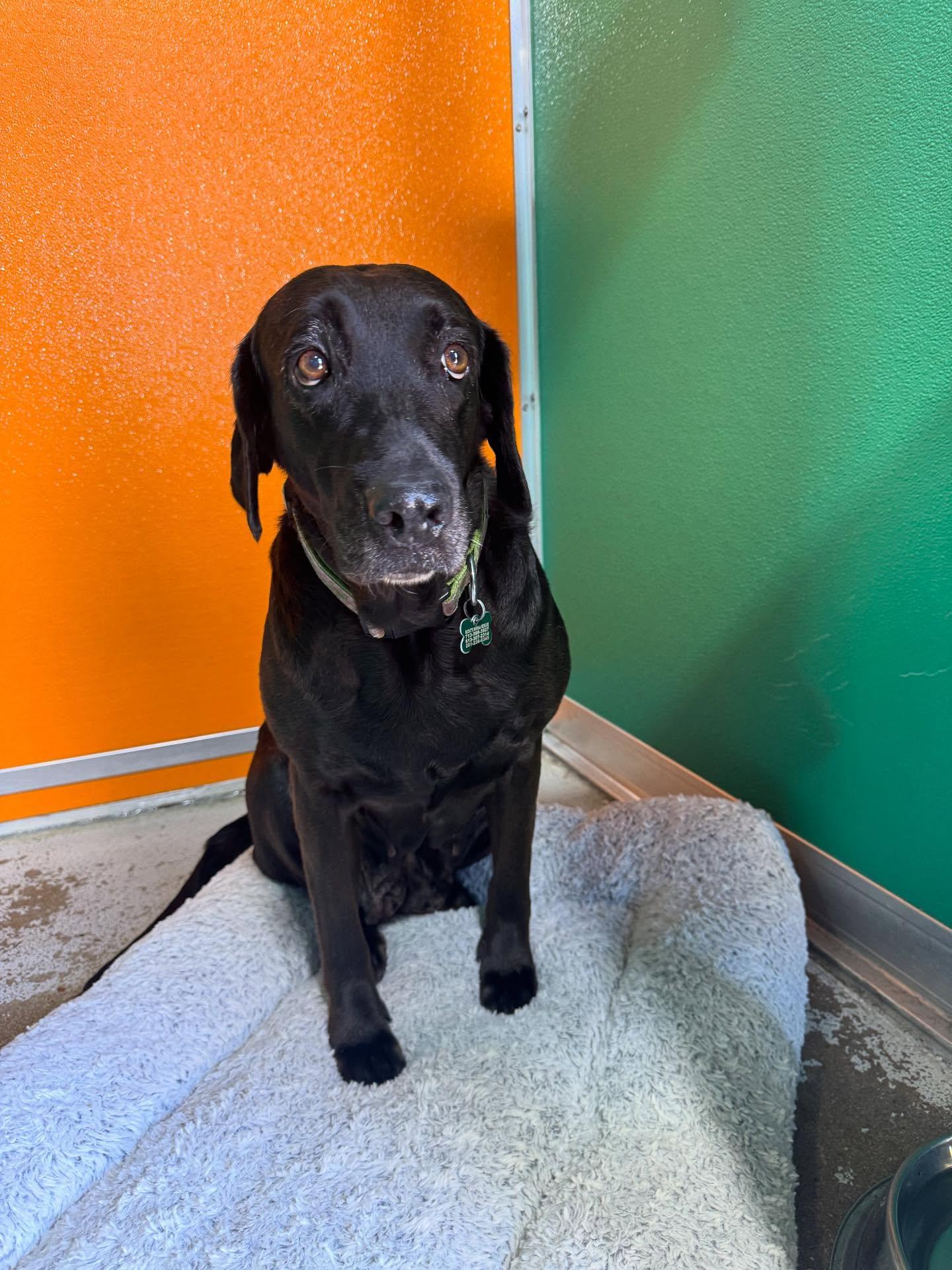 Enlarge Lucy & Rose, a Adoptable Labrador Retriever in Houston, TX image 2/3