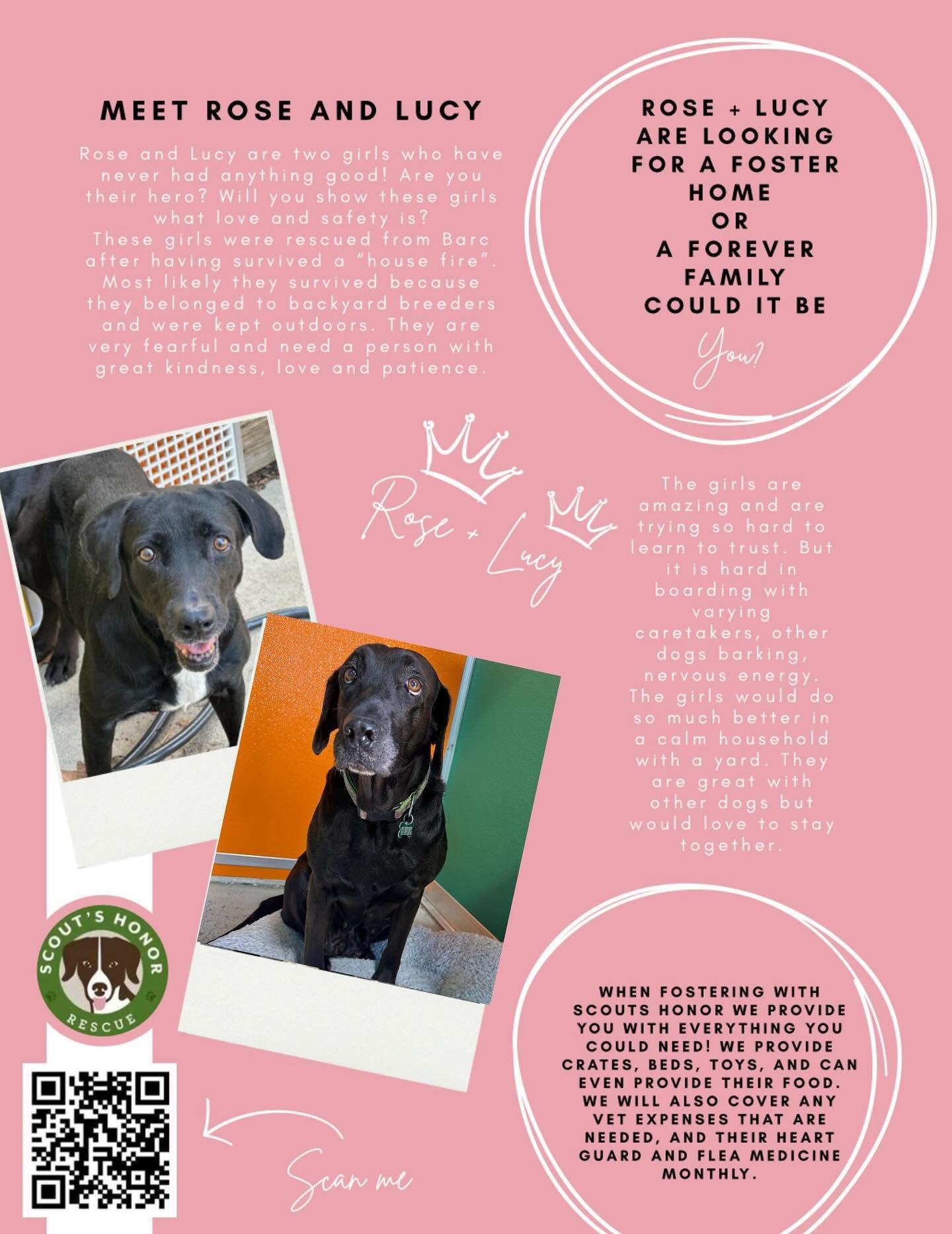 Lucy & Rose, Adoptable, Young Female Labrador Retriever.