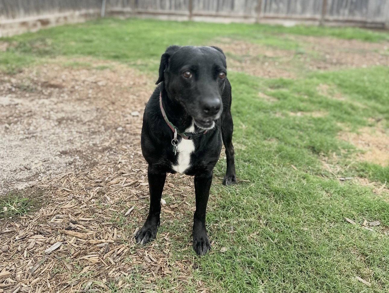 Enlarge Lucy & Rose, a Adoptable Labrador Retriever in Houston, TX image 2/3