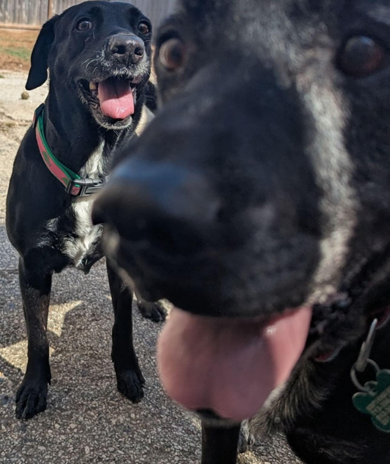 Enlarge Lucy & Rose, a Adoptable Labrador Retriever in Houston, TX image 2/3