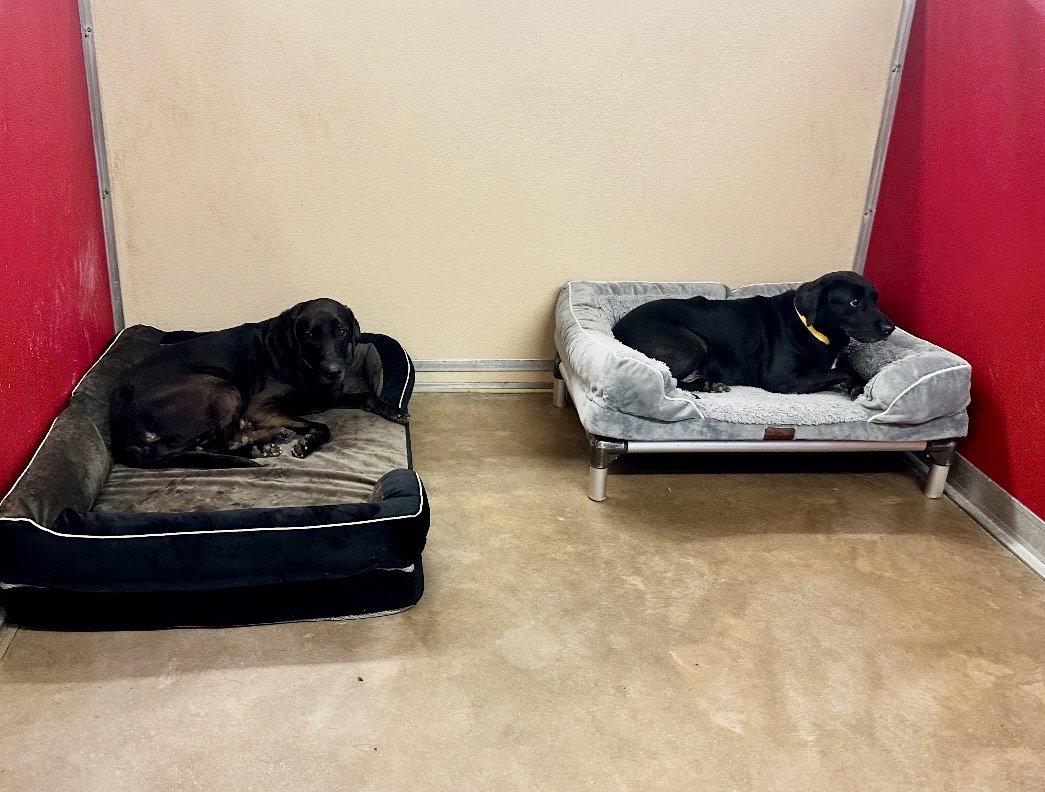 Enlarge Lucy & Rose, a Adoptable Labrador Retriever in Houston, TX image 3/3