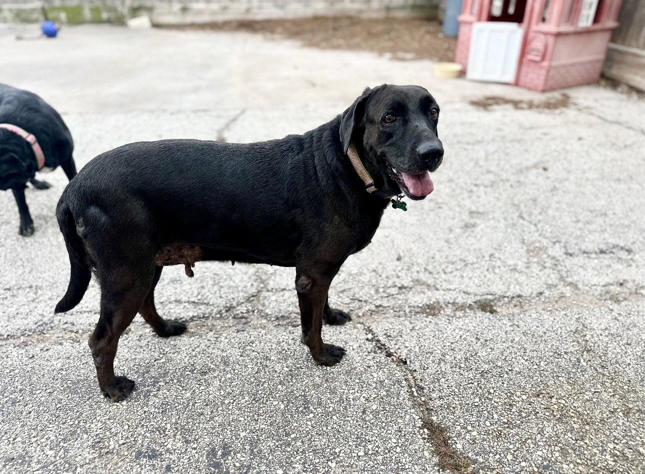 Enlarge Lucy & Rose, a Adoptable Labrador Retriever in Houston, TX image 3/3