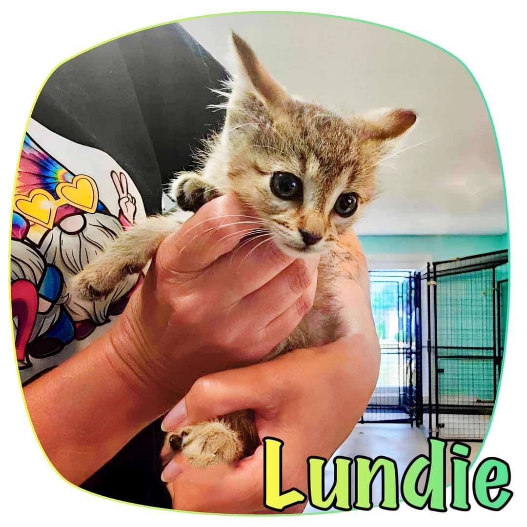 Enlarge Lundie, a Adopted Domestic Short Hair in Stanton, MI image 1/1