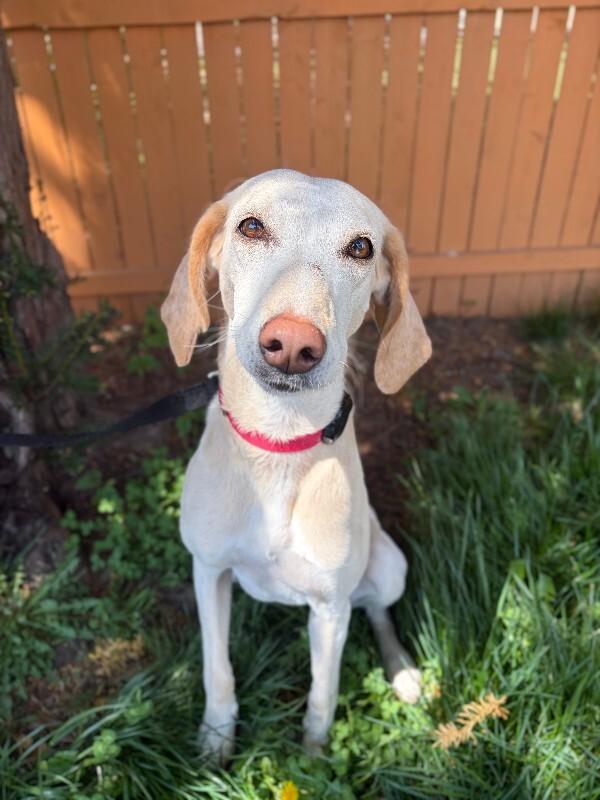 Janis, Adoptable, Senior Female Pointer & Mixed Breed.