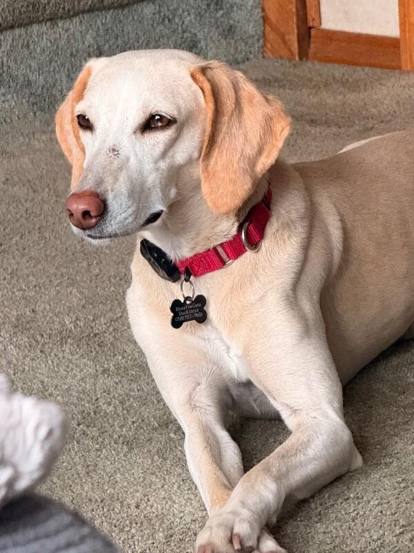 Enlarge Janis, a Adoptable mixed breed in Berkeley Heights, NJ image 2/6