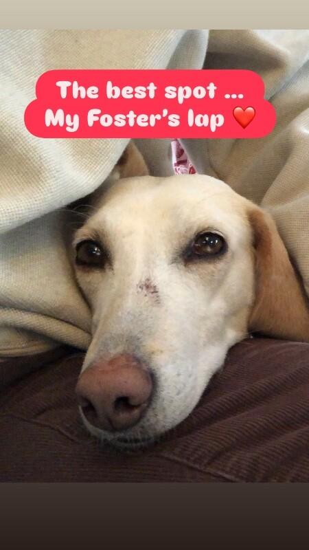 Janis, Adoptable, Senior Female Pointer & Mixed Breed.