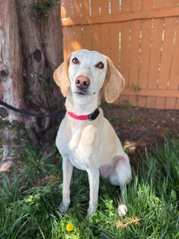 Enlarge Janis, a Adoptable mixed breed in Berkeley Heights, NJ image 3/6