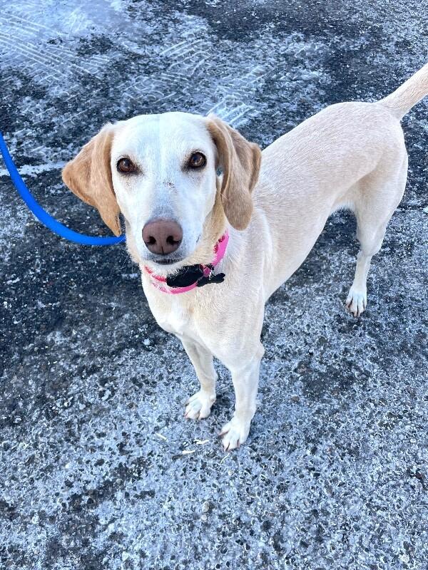 Enlarge Janis, a Adoptable mixed breed in Berkeley Heights, NJ image 2/6