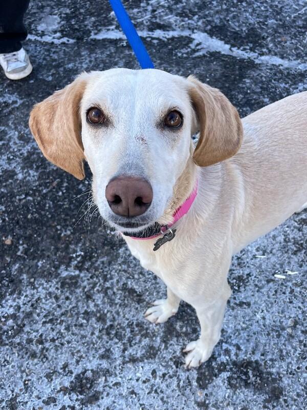 Enlarge Janis, a Adoptable mixed breed in Berkeley Heights, NJ image 3/6