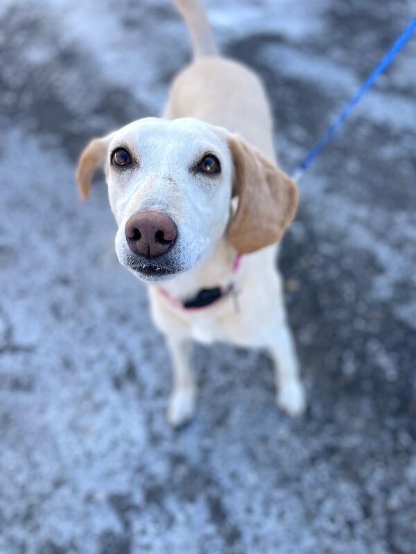 Enlarge Janis, a Adoptable mixed breed in Berkeley Heights, NJ image 4/6