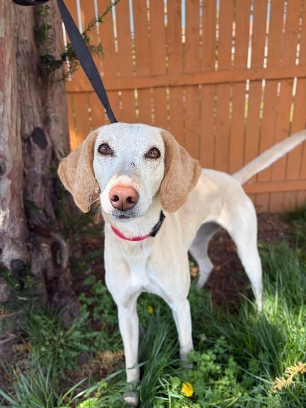 Enlarge Janis, a Adoptable mixed breed in Berkeley Heights, NJ image 4/6