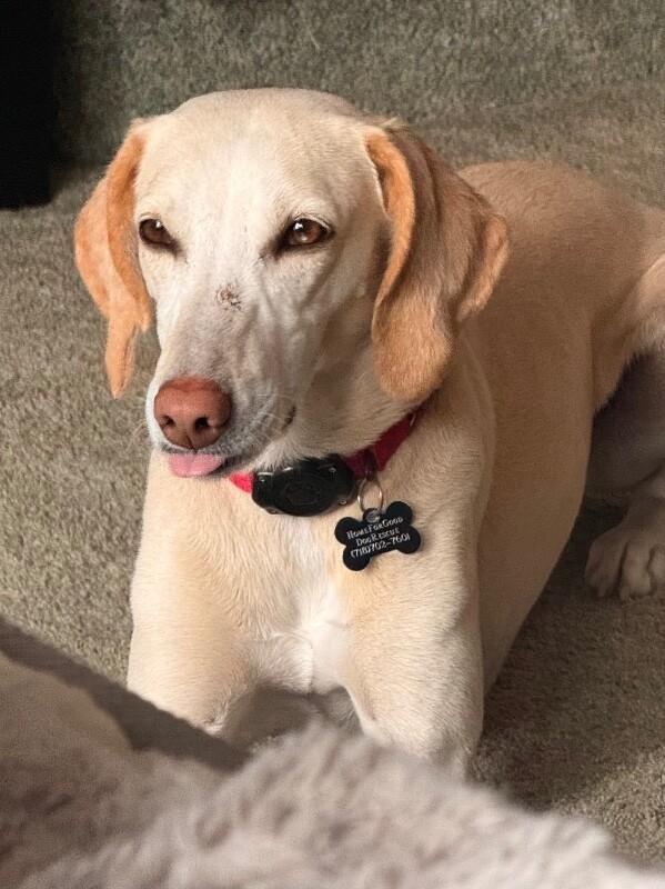 Enlarge Janis, a Adoptable mixed breed in Berkeley Heights, NJ image 5/6