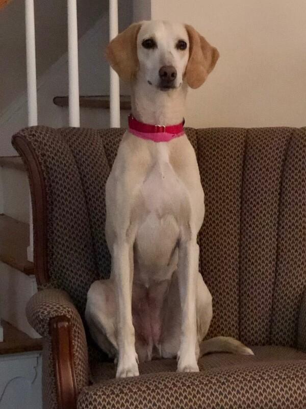 Enlarge Janis, a Adoptable mixed breed in Berkeley Heights, NJ image 5/6