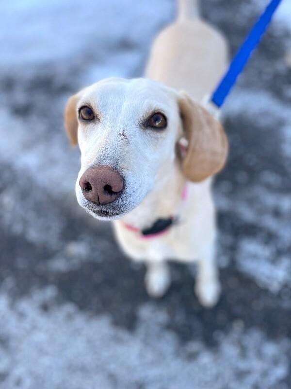 Enlarge Janis, a Adoptable mixed breed in Berkeley Heights, NJ image 5/6