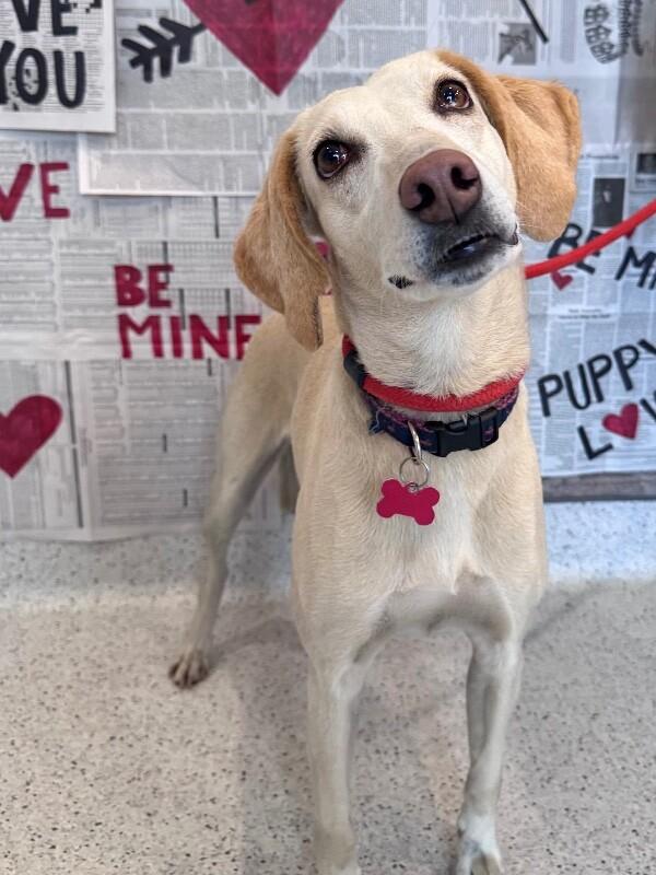 Enlarge Janis, a Adoptable mixed breed in Berkeley Heights, NJ image 6/6