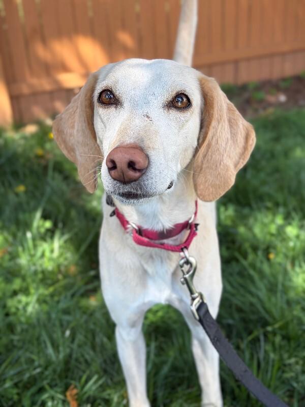 Enlarge Janis, a Adoptable mixed breed in Berkeley Heights, NJ image 6/6