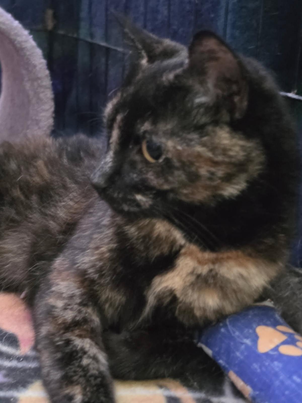 Sally of the Peanuts Gang, a ADOPTABLE Domestic Short Hair in Delmont, PA image 1/3