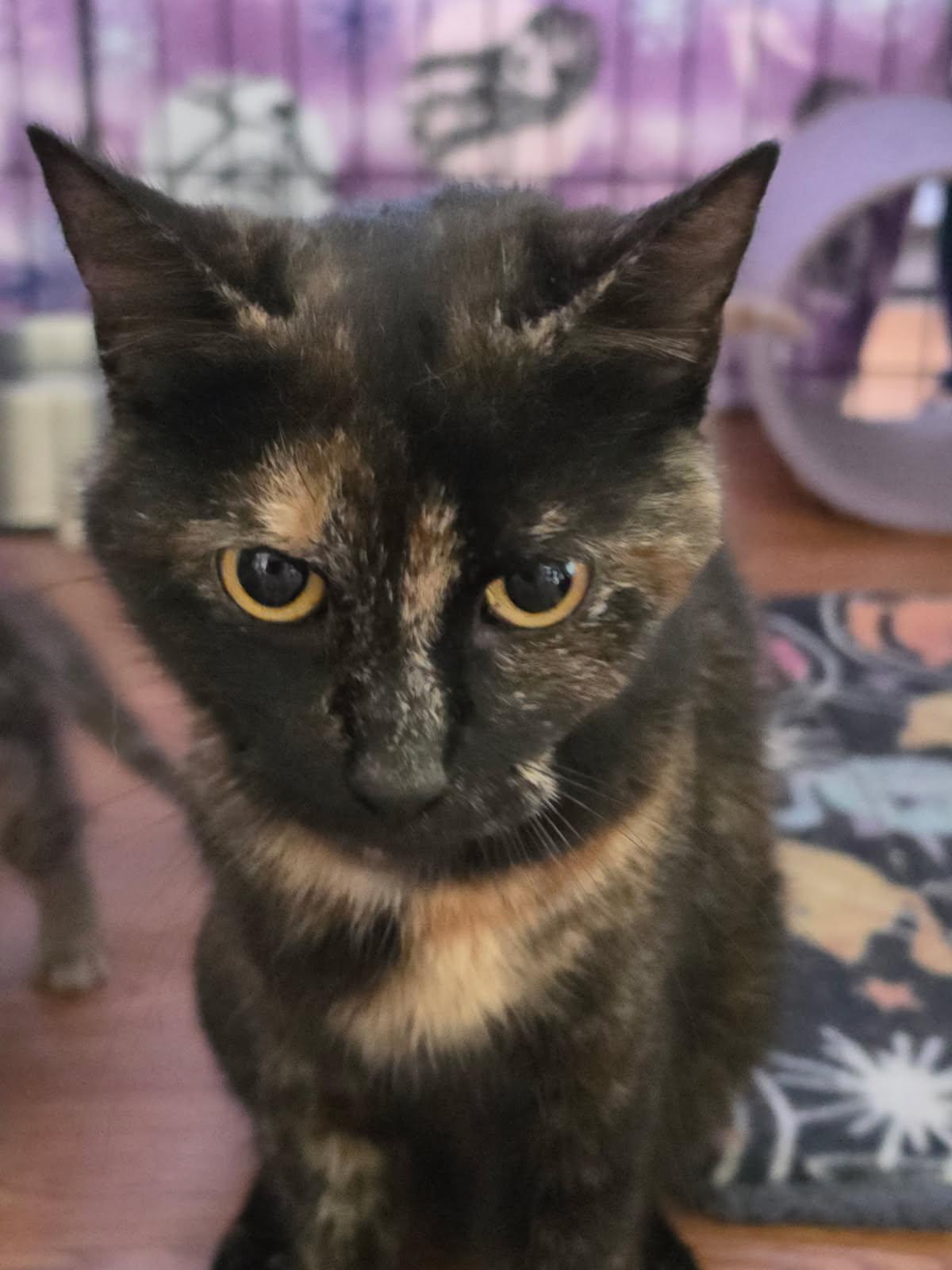 Sally of the Peanuts Gang, a ADOPTABLE Domestic Short Hair in Delmont, PA image 2/3