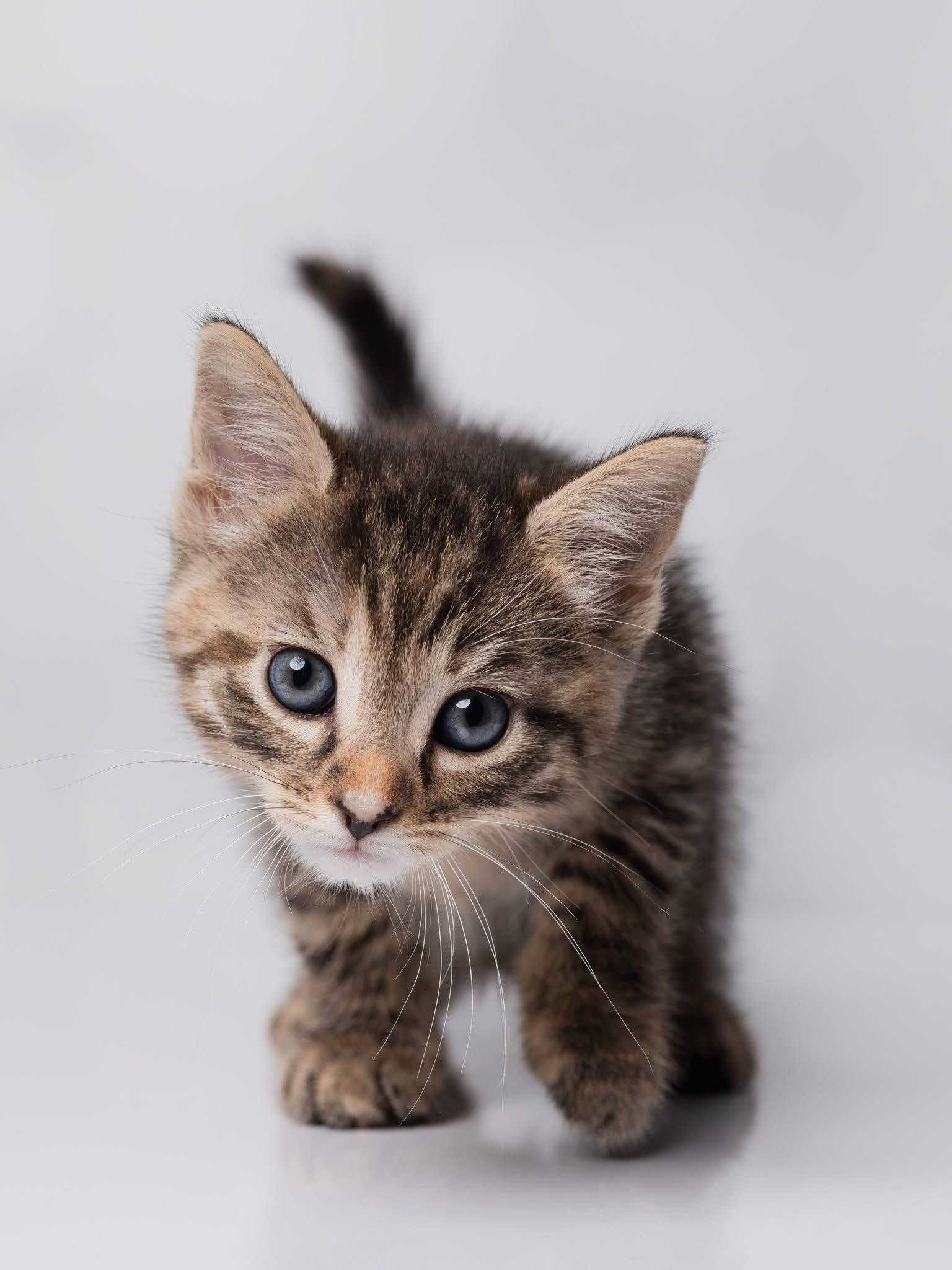 Enlarge Teacake, a Adoptable Torbie in Kenhorst, PA image 2/2