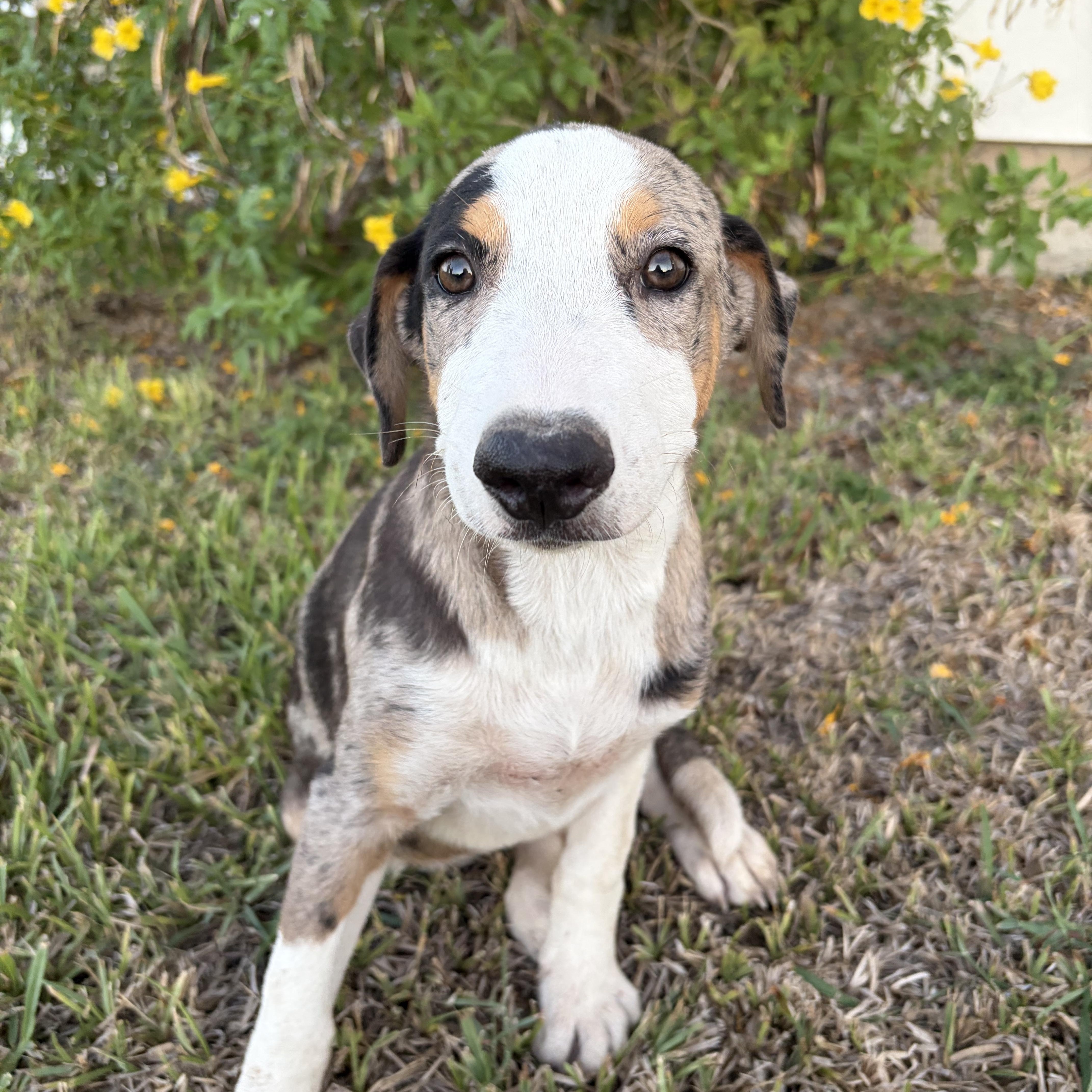 Enlarge Betty, a Adoptable mixed breed in Short Hills, NJ image 1/2