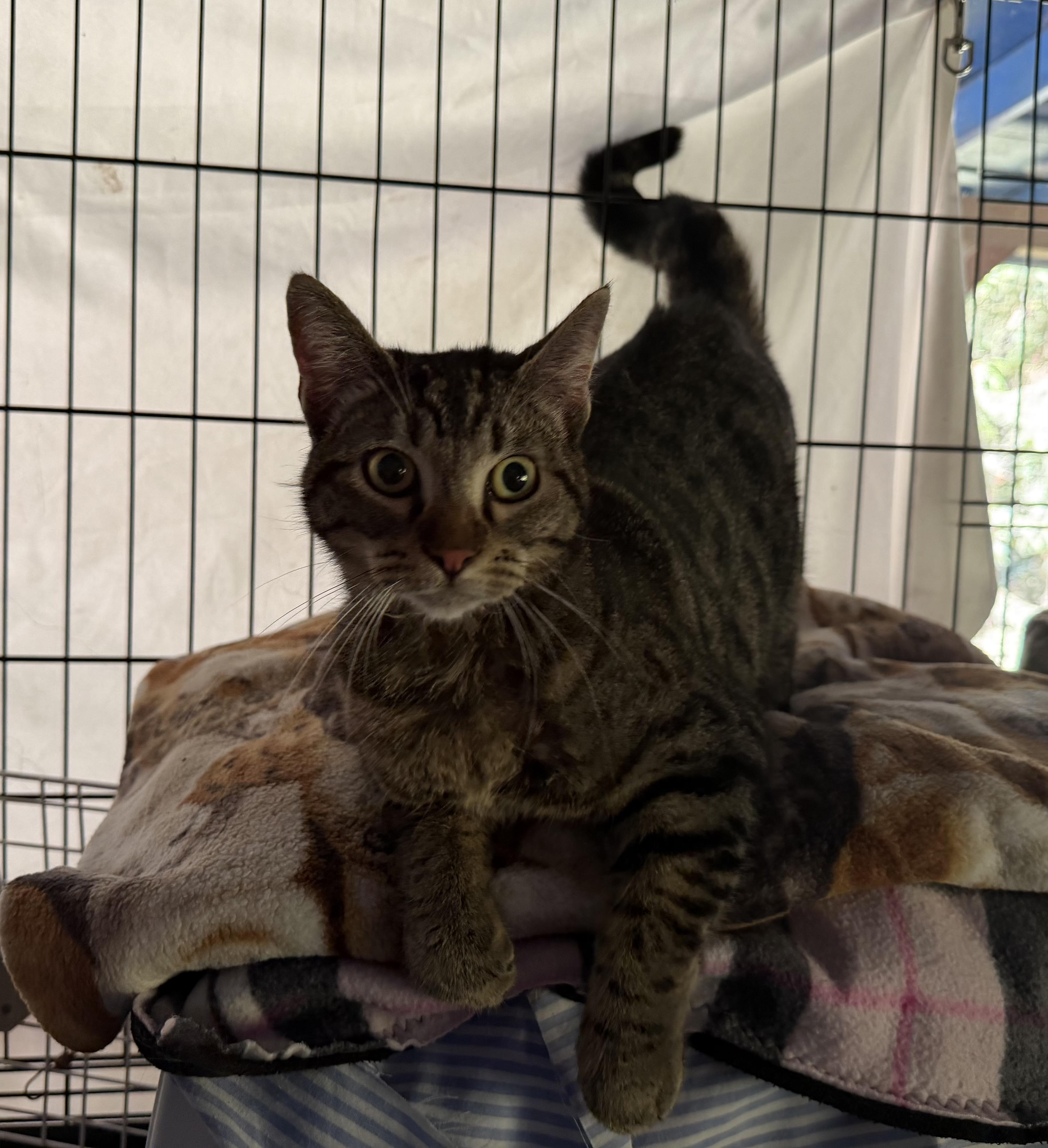 Dixie - super social cat, ADOPTABLE, Adult Female Domestic Short Hair.