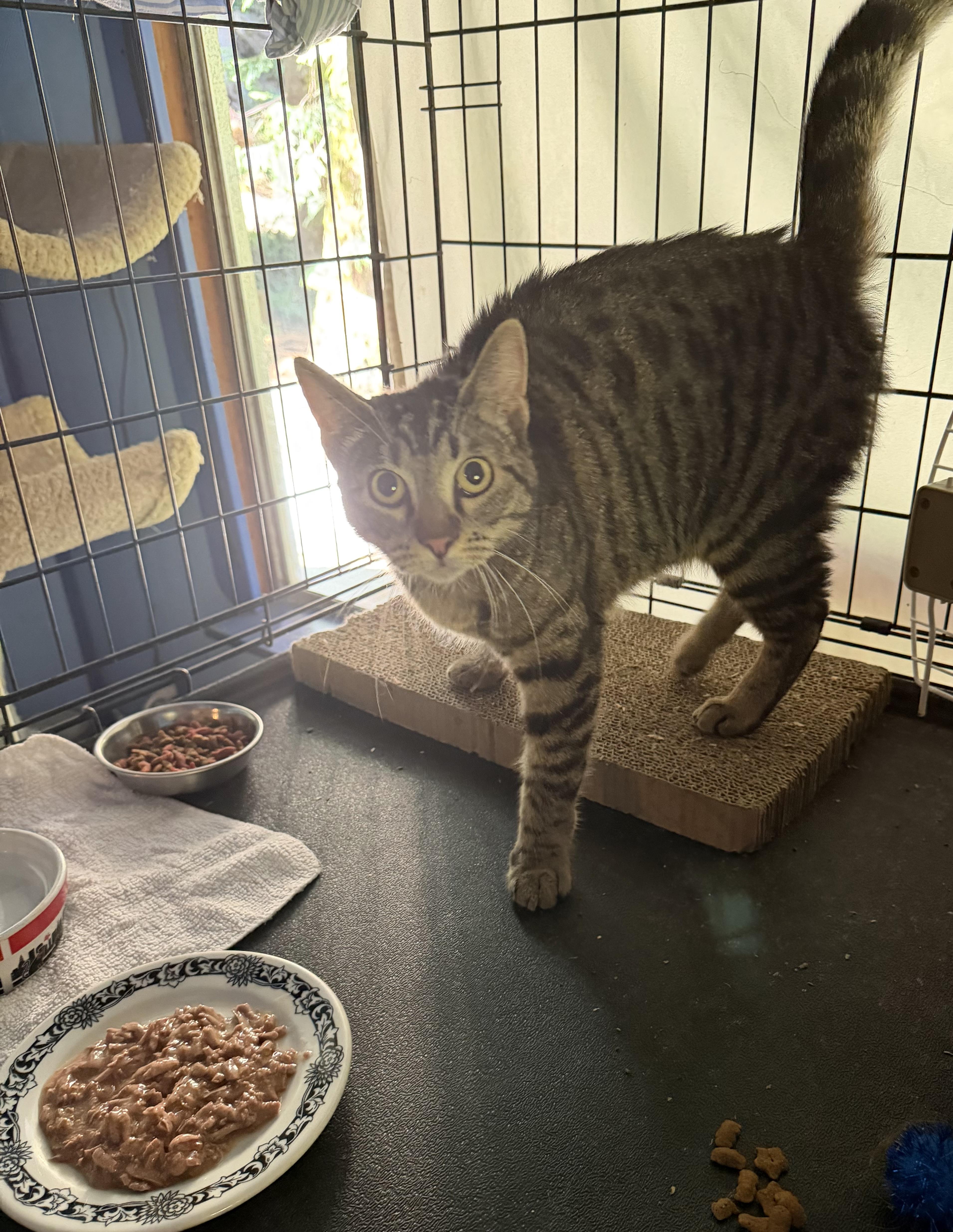 Enlarge Dixie - super social cat, a ADOPTABLE mixed breed in Everett, WA image 5/6