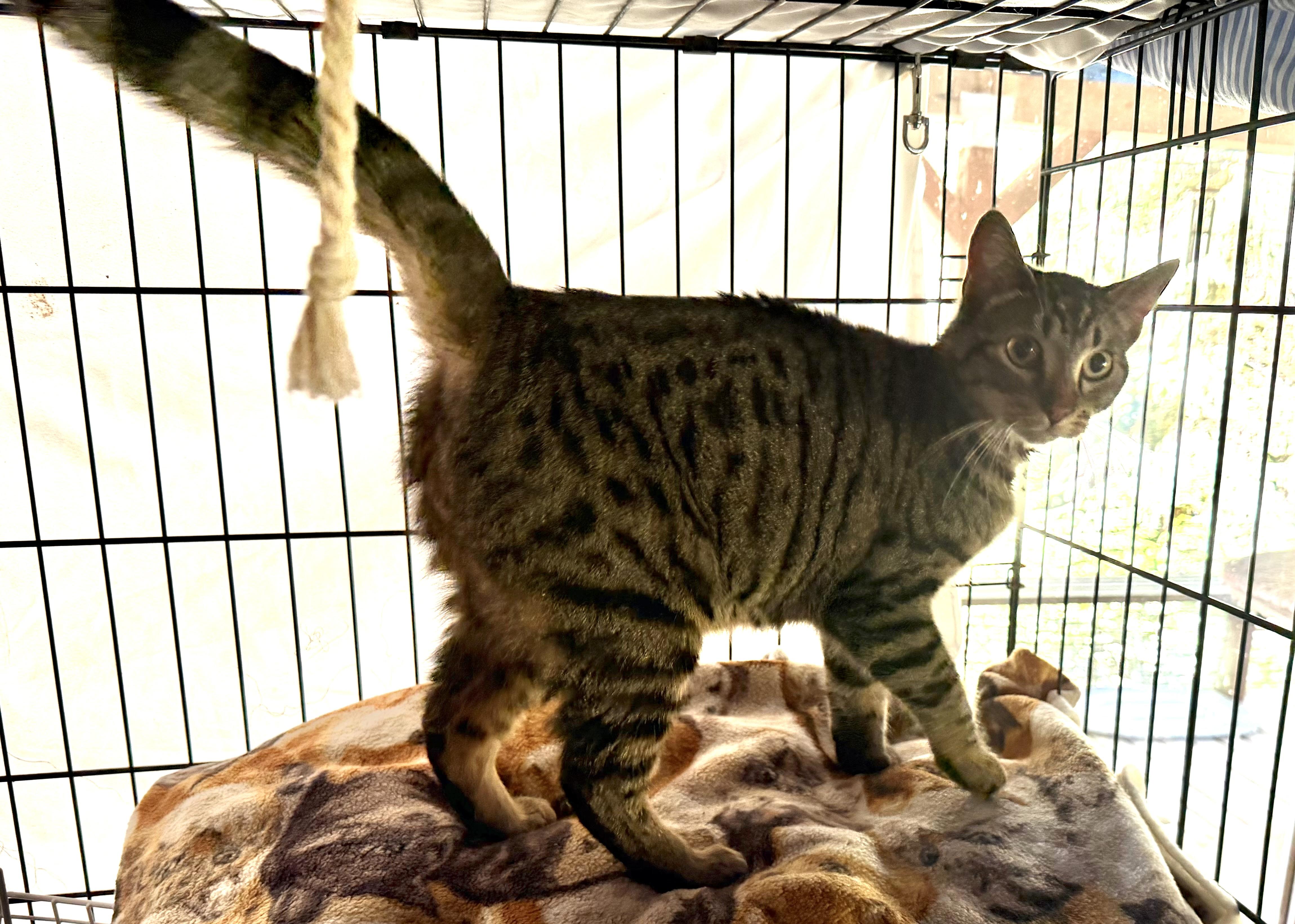 Enlarge Dixie - super social cat, a ADOPTABLE mixed breed in Everett, WA image 4/6