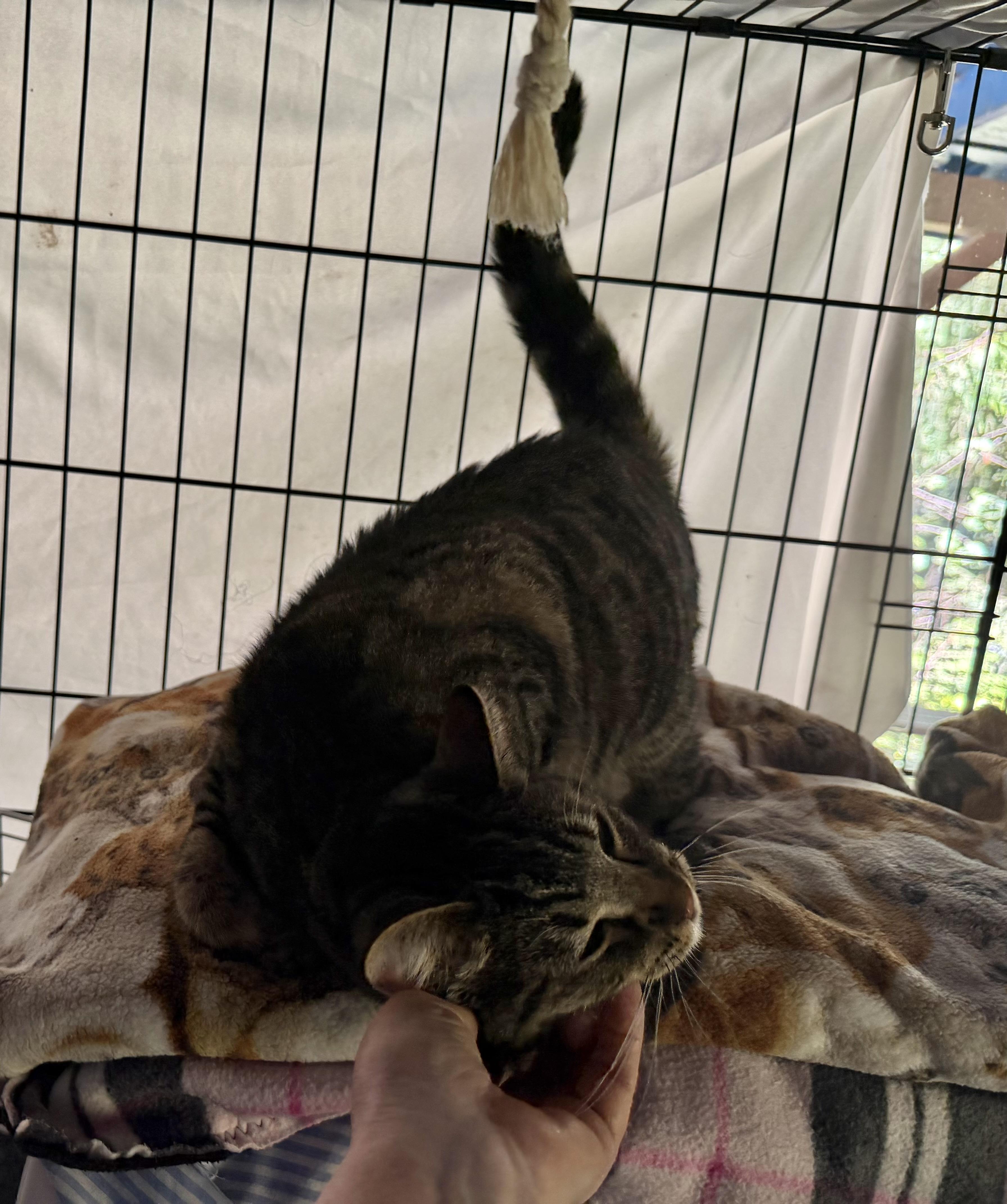 Enlarge Dixie - super social cat, a ADOPTABLE mixed breed in Everett, WA image 6/6
