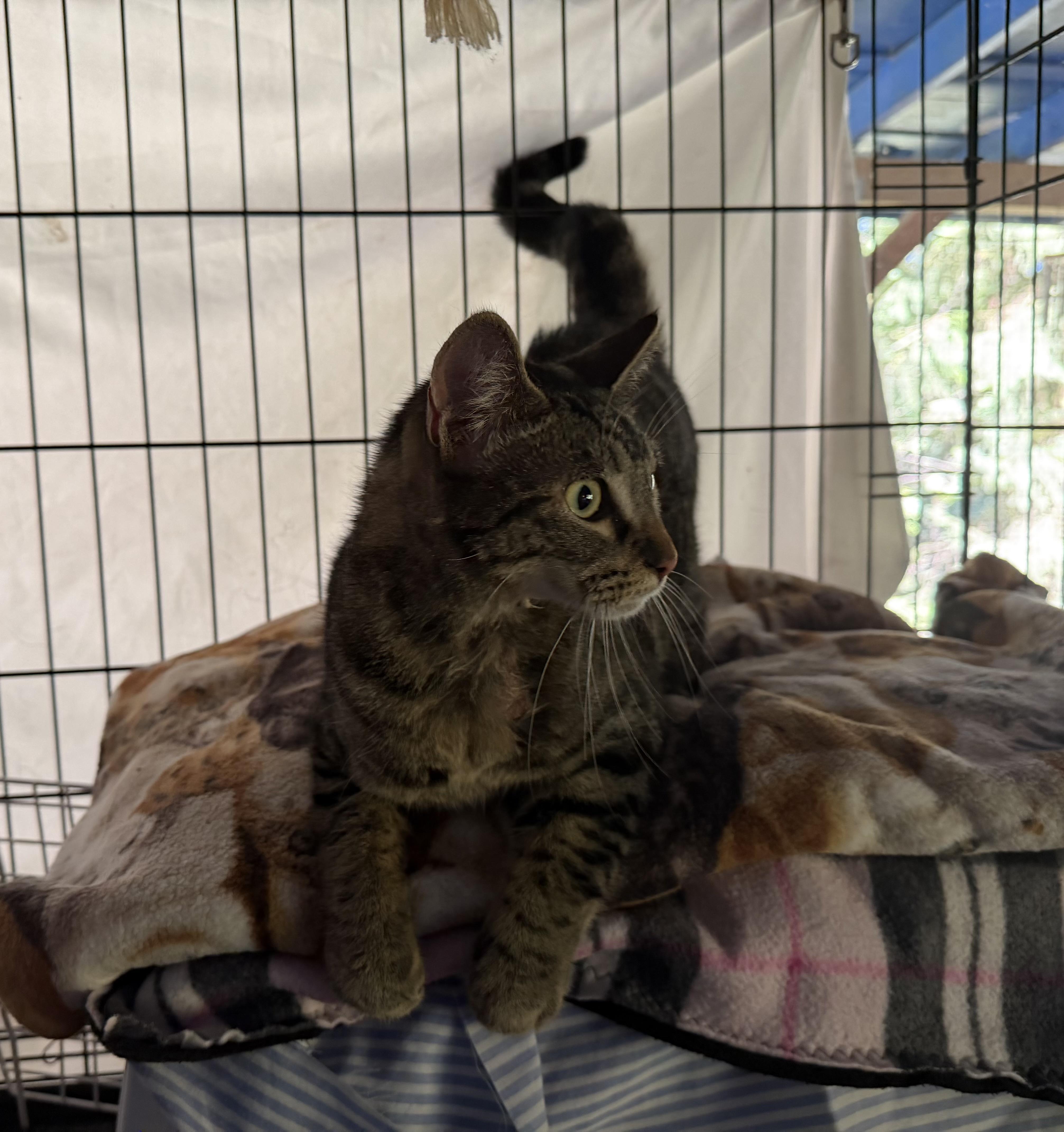 Enlarge Dixie - super social cat, a ADOPTABLE mixed breed in Everett, WA image 2/6