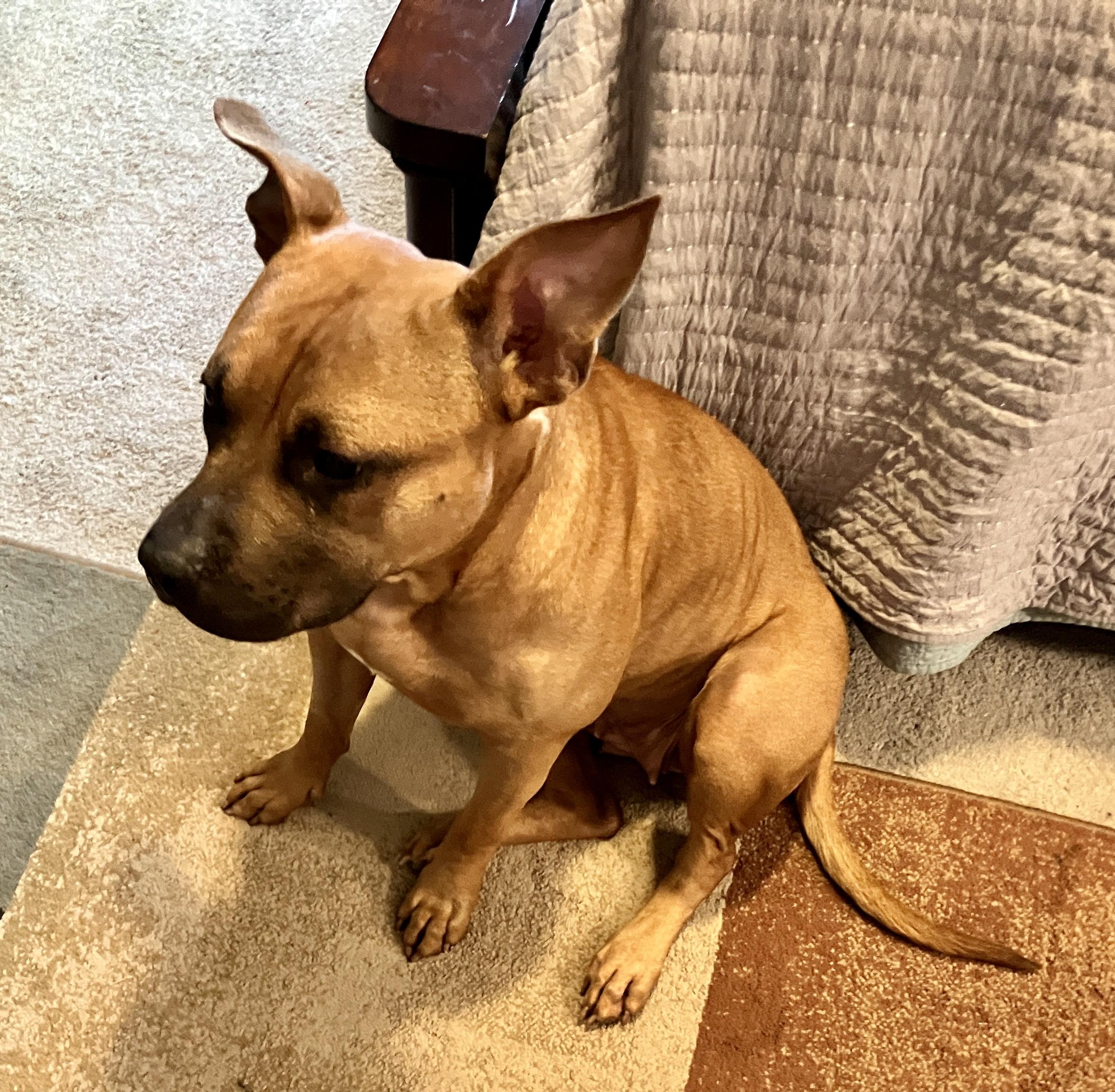 ~ Courtesy ~ Nova, a ADOPTABLE mixed breed in Mobile, AL image 3/4