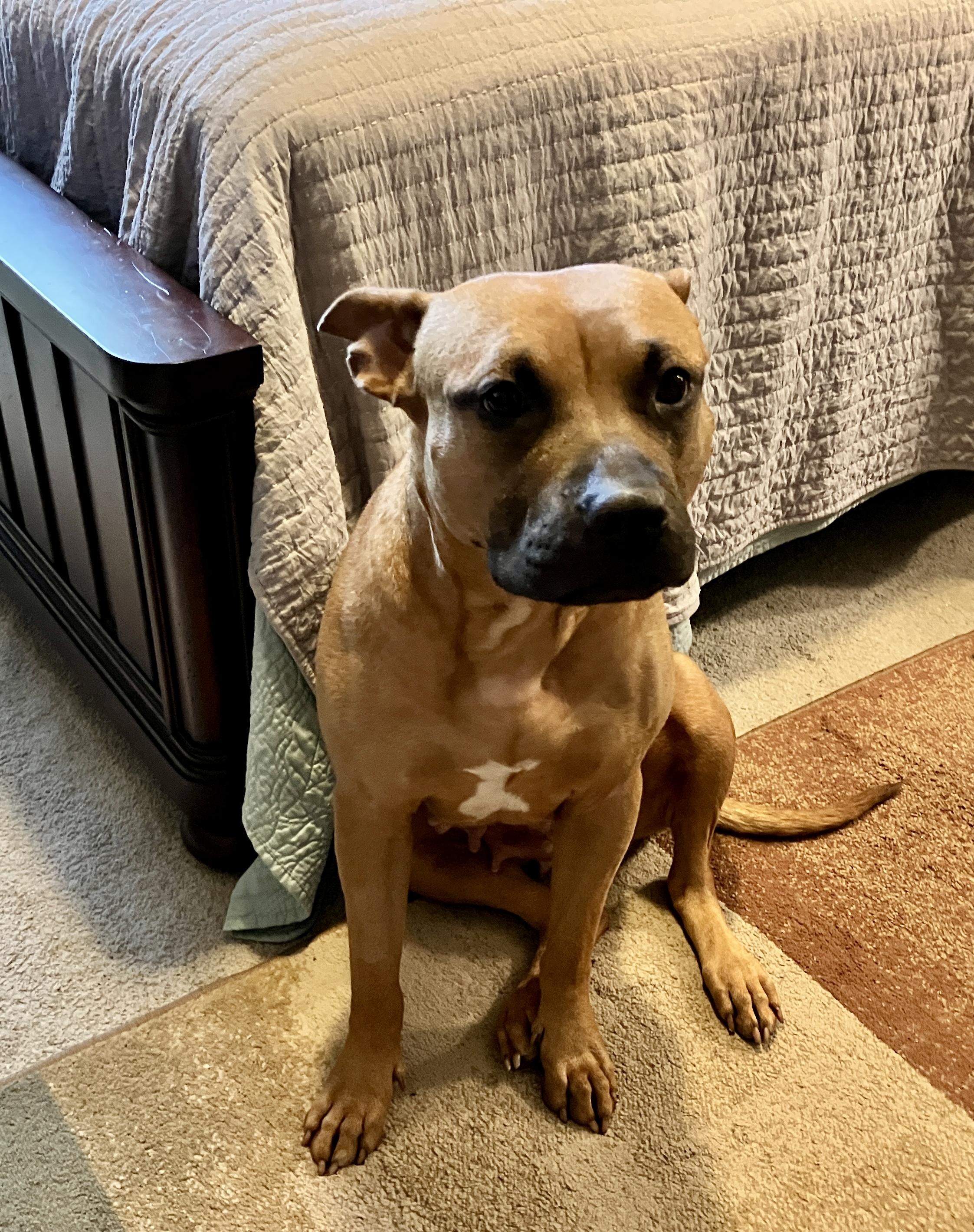 ~ Courtesy ~ Nova, ADOPTABLE, Adult Female Black Mouth Cur.