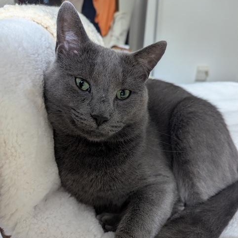Enlarge Duncan, a Adopted Domestic Short Hair in Rochester, NY image 1/5