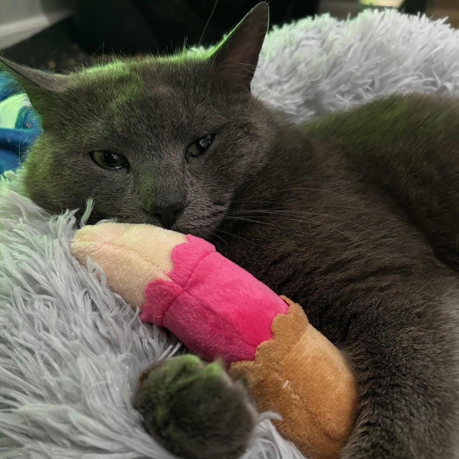 Enlarge Duncan, a ADOPTABLE Domestic Short Hair in Rochester, NY image 3/3