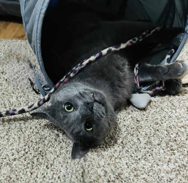Enlarge Duncan, a Adopted Domestic Short Hair in Rochester, NY image 2/5