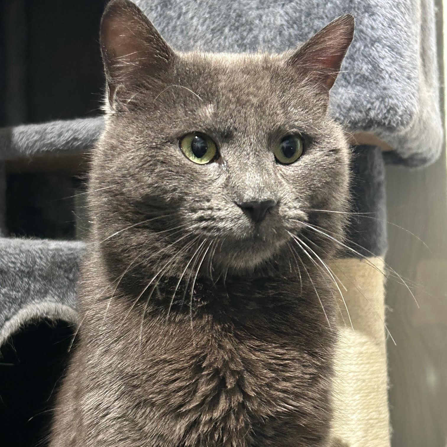 Enlarge Duncan, a ADOPTABLE Domestic Short Hair in Rochester, NY image 2/3