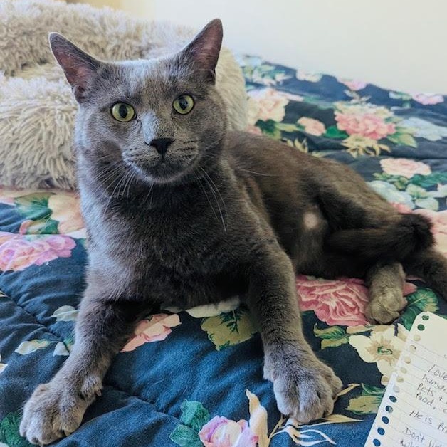 Enlarge Duncan, a ADOPTABLE Domestic Short Hair in Rochester, NY image 1/3