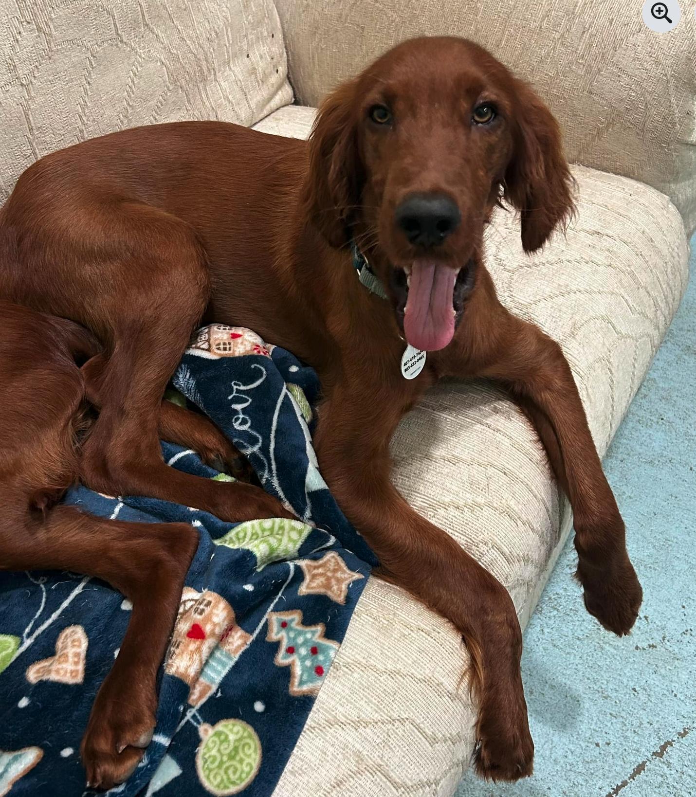 Ryder ADOPTION PENDING, Adoptable, Young Male Irish Setter.