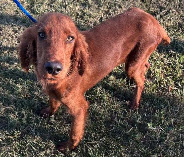 Enlarge Ryder ADOPTION PENDING, a Adoptable Irish Setter in Osteen, FL image 2/3