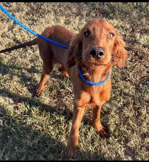 Enlarge Ryder ADOPTION PENDING, a Adoptable Irish Setter in Osteen, FL image 3/3