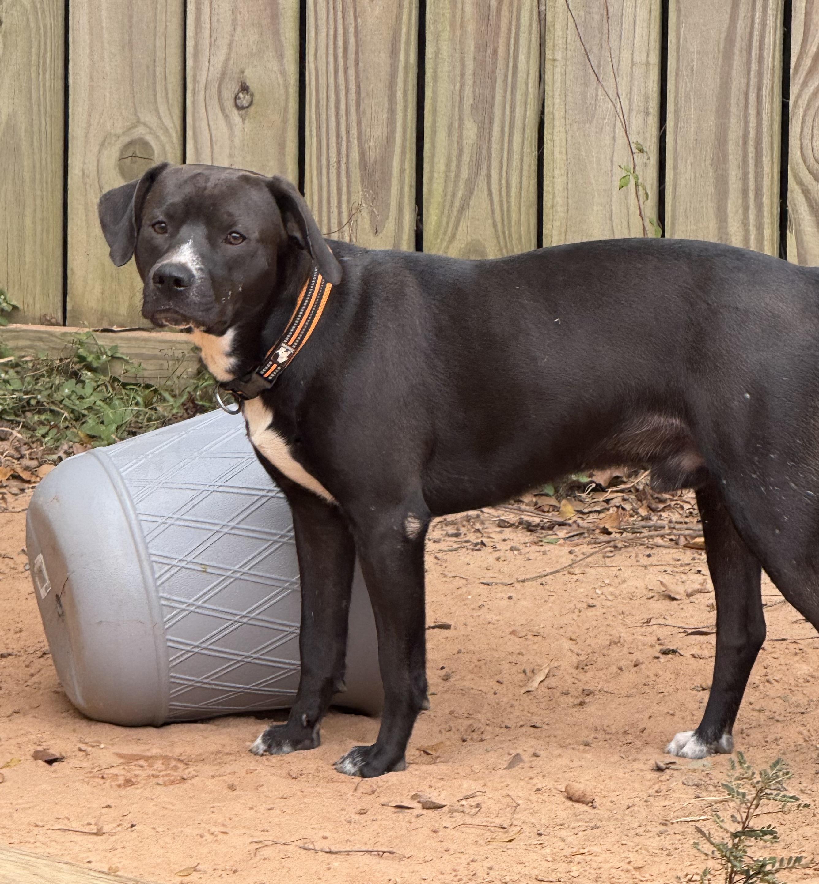 ~ Courtesy ~ Kevin, ADOPTABLE, Adult Male Labrador Retriever.