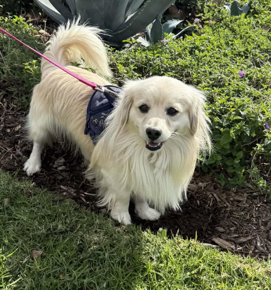 Miklo, ADOPTABLE, Adult Male Dachshund (Long Haired).